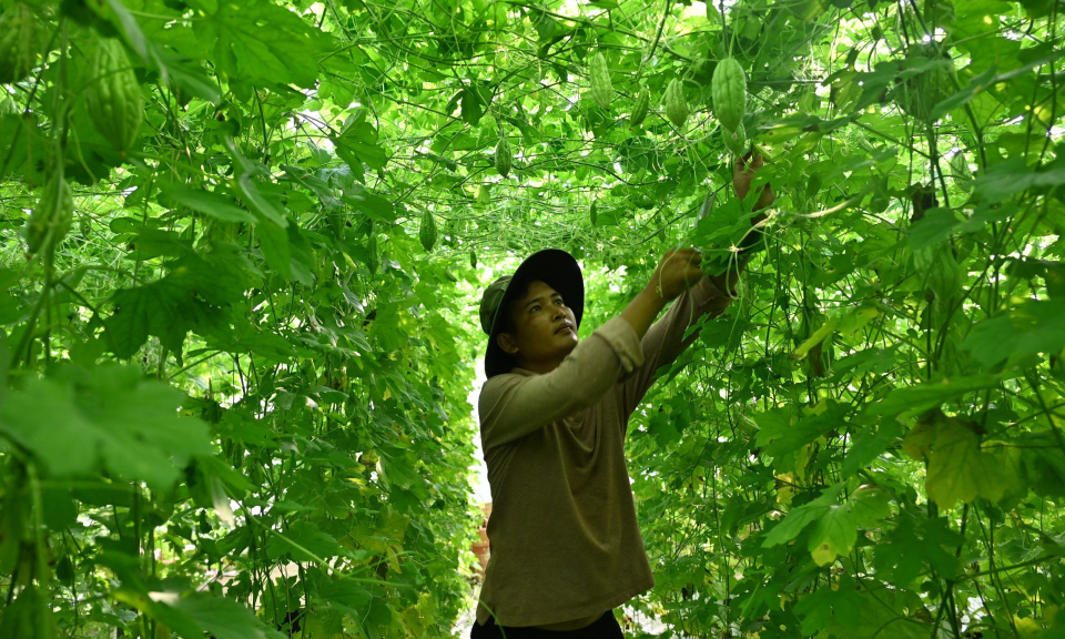 Bến Lức hiệu quả bước đầu từ mô hình trồng rau an toàn của HTX Thương mại - Dịch vụ Mỹ Yên 