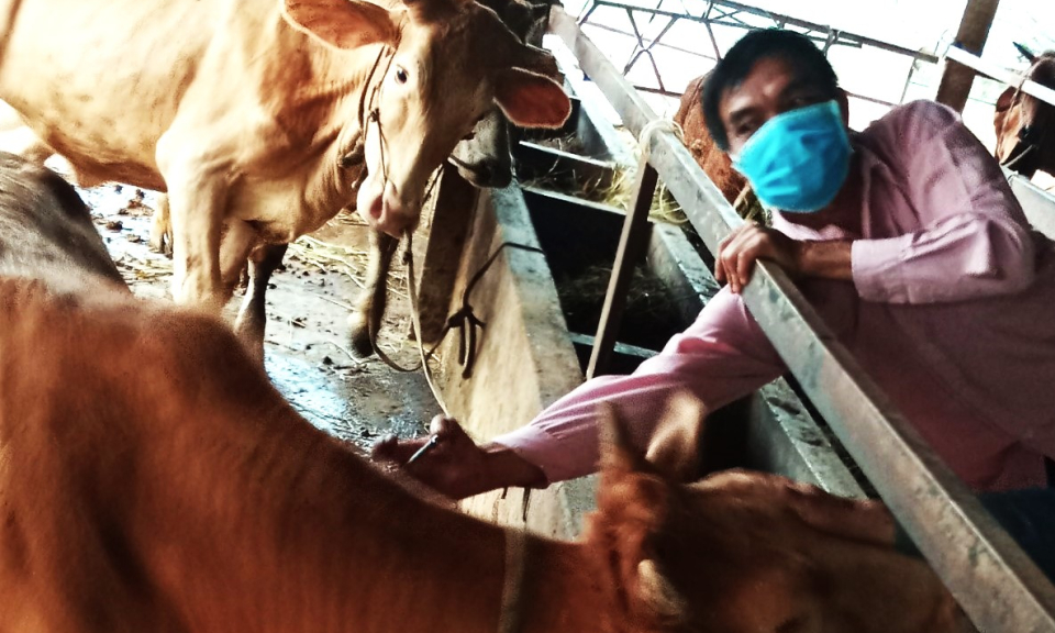 Cần Đước tiêm vắc xin phòng bệnh lở mồm long móng trên gia súc đợt 2 năm 2023