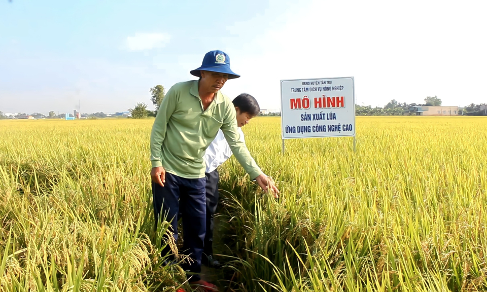 Tân Trụ: Hiệu quả từ mô hình canh tác lúa ứng dụng công nghệ cao 