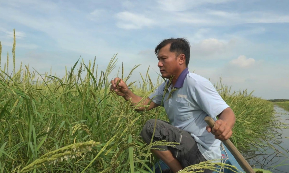 Tân Hưng lúa mùa nổi đang trong giai đoạn trổ và phát triển tốt