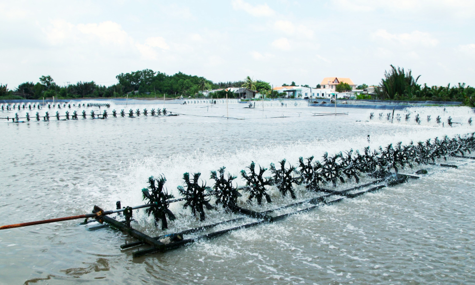 Cần Đước đẩy mạnh chương trình nuôi tôm ứng dụng công nghệ cao