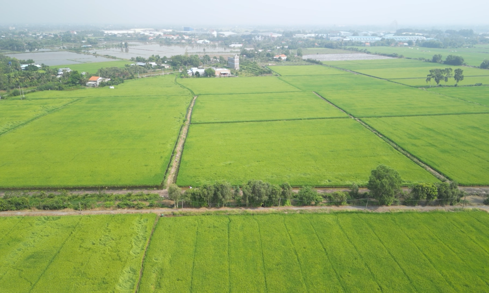 Xã Tân Đông, huyện Thạnh Hóa phát huy thế mạnh sản xuất nông nghiệp