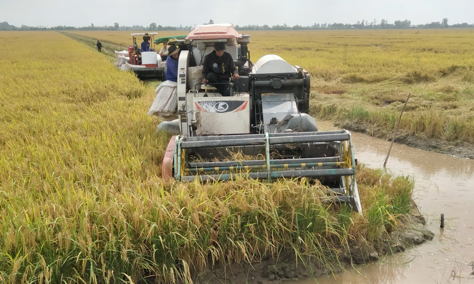 Tân Hưng: Lúa đông xuân bán được giá, nông dân phấn khởi