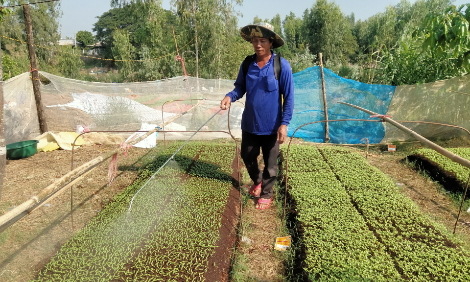 Tân Hưng: Nông dân tất bật trồng hoa phục vụ thị trường Tết