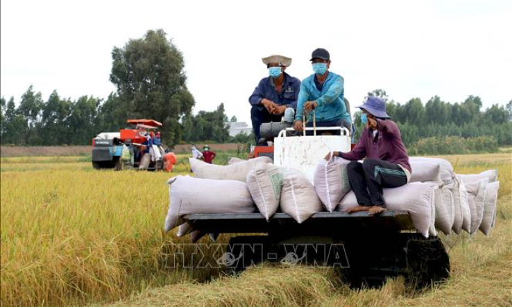 Giá lúa tại đồng bằng sông Cửu Long duy trì ở mức cao