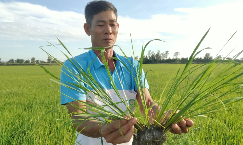 Tân Hưng có gần 1.500 ha lúa đông xuân bị sâu năn gây hại