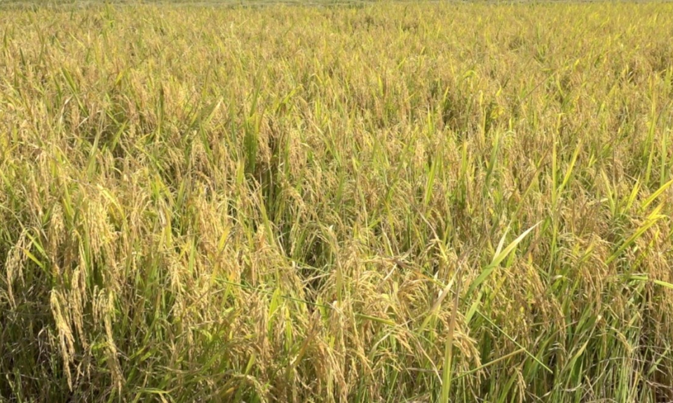 Tân Hưng hiệu quả mô hình sản xuất lúa theo hướng hữu cơ