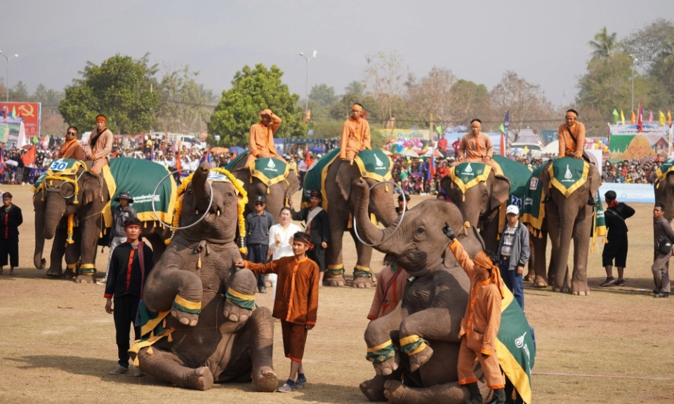 Lào: Lễ hội voi 2024 hứa hẹn nhiều hoạt động hấp dẫn