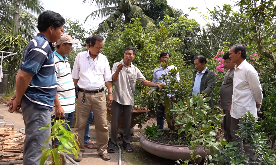 Tạo lập, quản lý và phát triển nhãn hiệu chứng nhận “Mai vàng Thủ Thừa”, “ Mai vàng Tân Tây”.