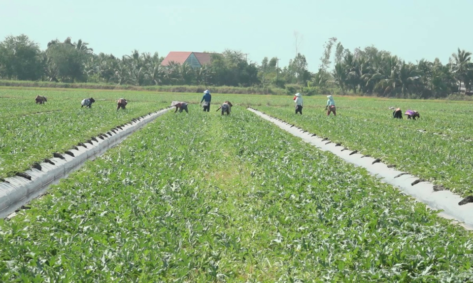 Tân Hưng:Nông dân tích cực chăm sóc dưa hấu Tết