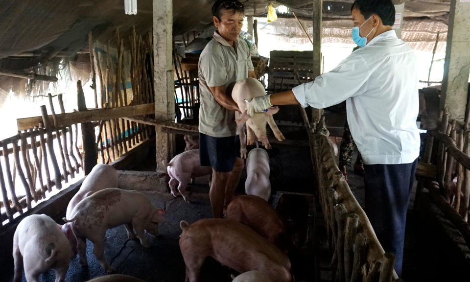 Bến Lức ngành chăn nuôi bảo đảm nguồn cung cho thị trường Tết