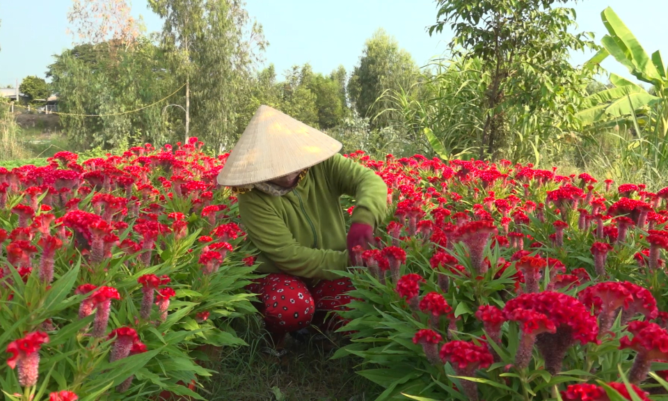  Nông dân Tân Hưng tích cực chăm sóc hoa cung ứng thị trường Tết