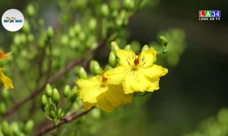 Hoa mai vàng, nét xuân phương Nam