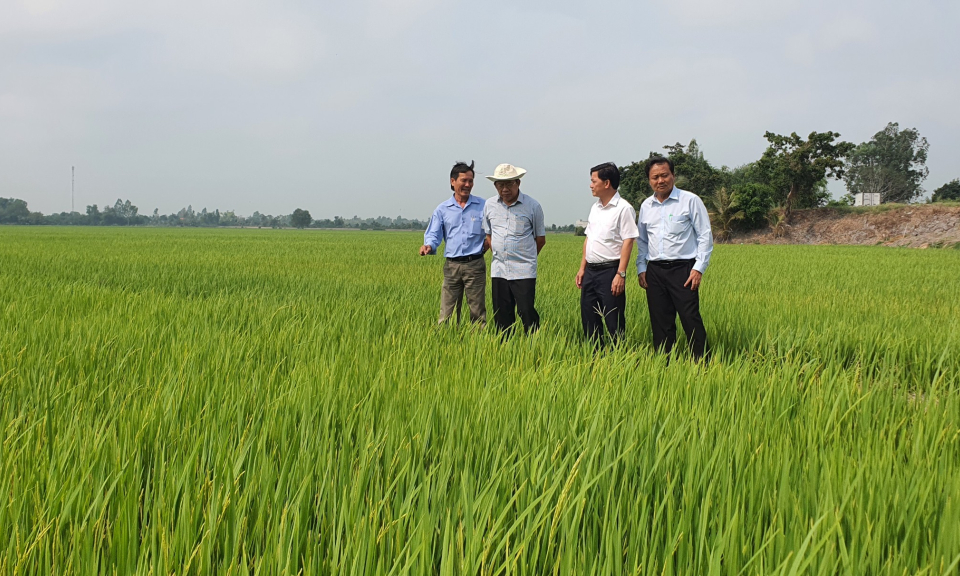 Tân Thạnh: Giám đốc sở Nông nghiệp và Phát triển Nông thôn kiểm tra  sản xuất nông nghiệp