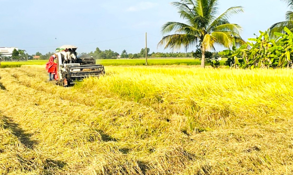 Nông dân trồng lúa ở Cần Đước được mùa trúng giá 