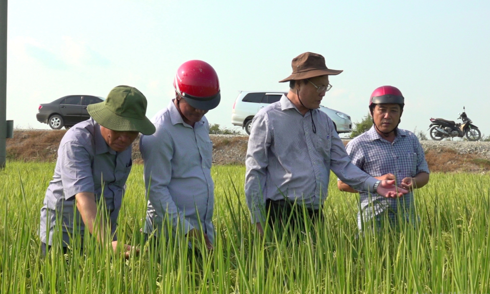 Bí thư Huyện ủy Tân Hưng kiểm tra tình hình sản xuất nông nghiệp