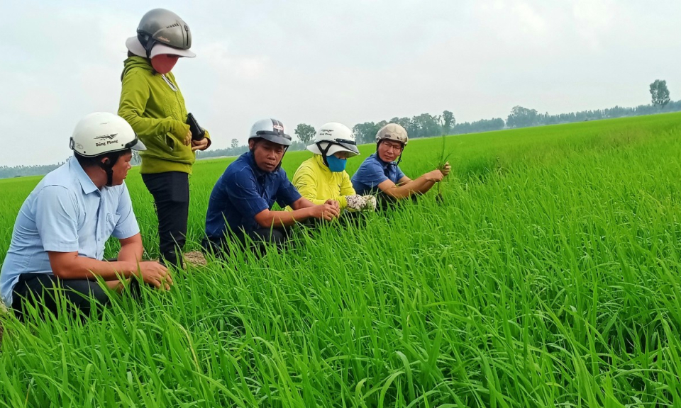 Tân Hưng: Tọa đàm kỹ thuật canh tác và quản lý các đối tượng dịch hại trên cây lúa