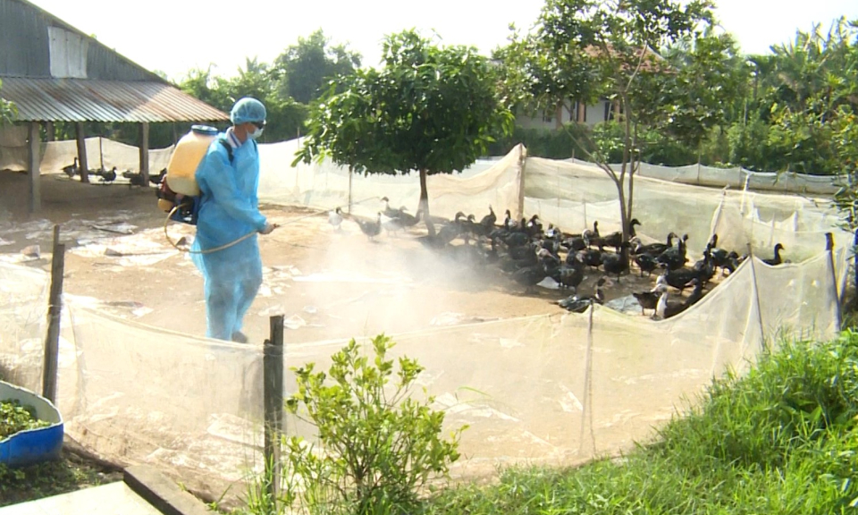 Cần Đước tháng cao điểm vệ sinh tiêu độc khử trùng môi trường chăn nuôi