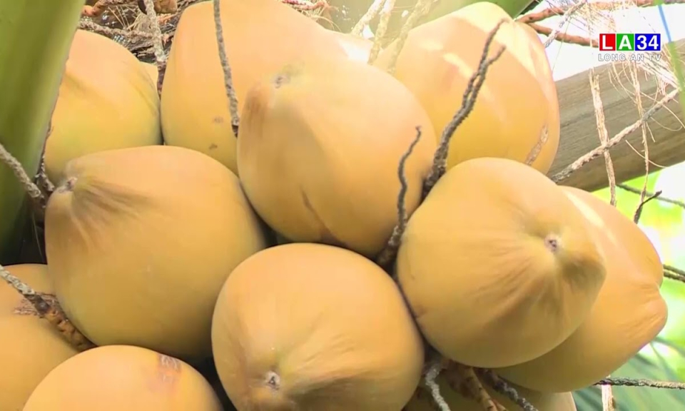 Long An: Diện tích trồng dừa tăng gần 140 ha