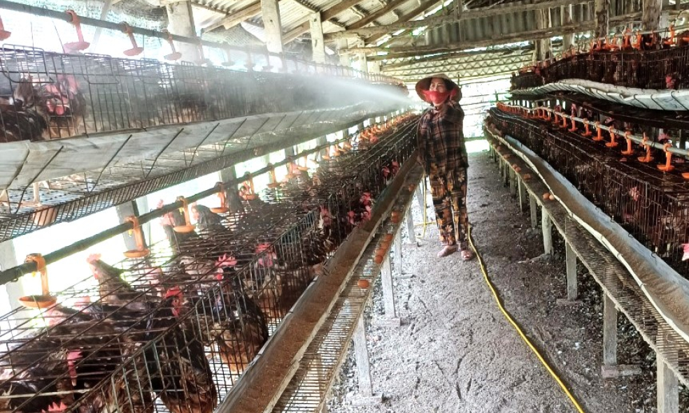 Cần Đước - Nông dân chống nóng cho đàn gà đẻ