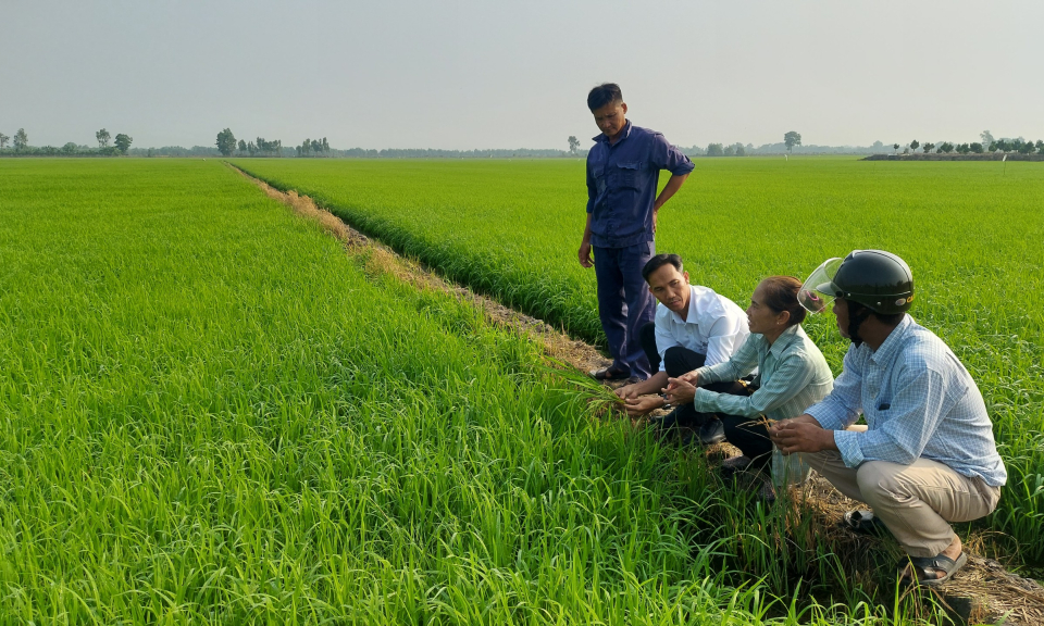 Thạnh Hóa tổng kết mô hình sản xuất lúa ứng dụng công nghệ cao tại xã Thạnh Phước