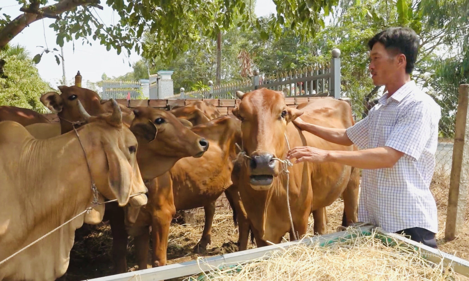 Tân Hưng: Hiệu quả mô hình nuôi bò sinh sản ở xã biên giới Hưng Điền