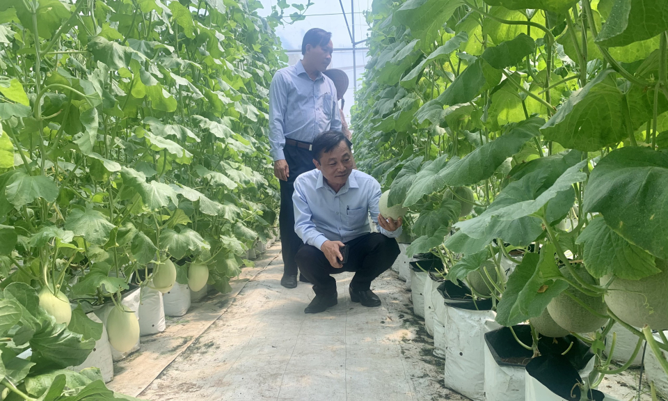 Tham quan mô hình nông nghiệp ứng dụng công nghệ cao tại huyện Châu Thành