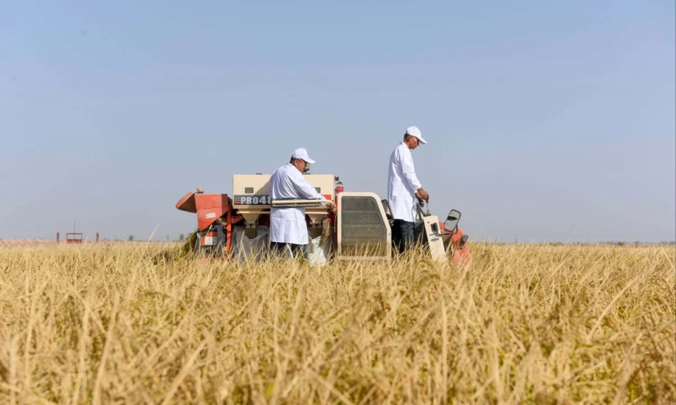 Trung Quốc trồng lúa thành công ở vùng sa mạc khắc nghiệt
