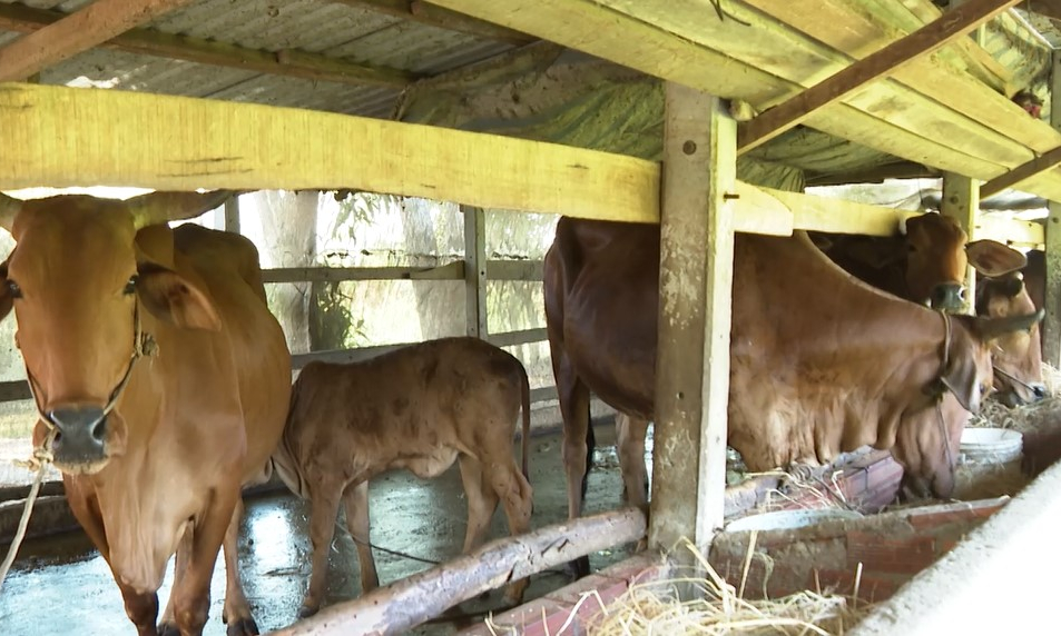 Giá bò giảm - Người chăn nuôi thích ứng linh hoạt