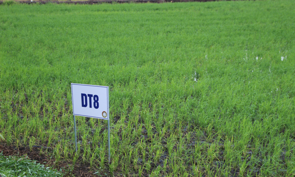 Thủ Thừa mô hình trồng lúa canh tác theo kỹ thuật Hàn Quốc