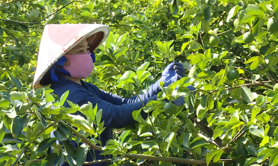 Long An có khoảng hơn  4.600 hecta  cây chanh và cây ăn trái