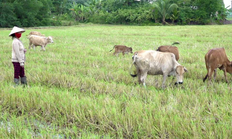 Tân Hưng tập huấn kỹ thuật chăn nuôi, phòng chống dịch bệnh trên gia súc, gia cầm