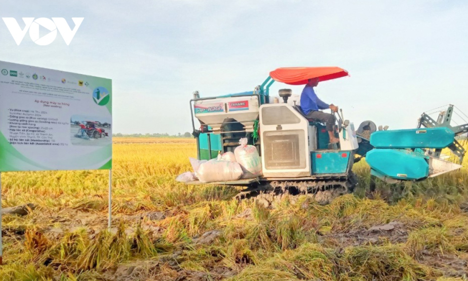 Phát triển 1 triệu ha lúa chất lượng cao: WB cam kết hỗ trợ tài chính