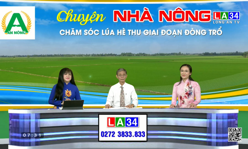 Chuyện nhà nông: Chăm sóc lúa Hè Thu giai đoạn đòng trổ