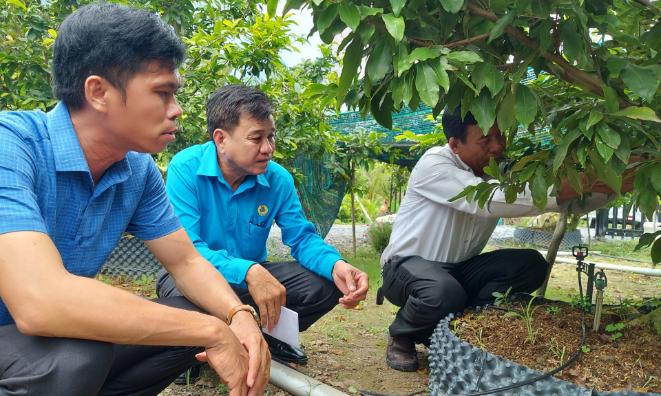 Thạnh Hóa thành lập Nghiệp đoàn cơ sở Mai vàng Tân Tây