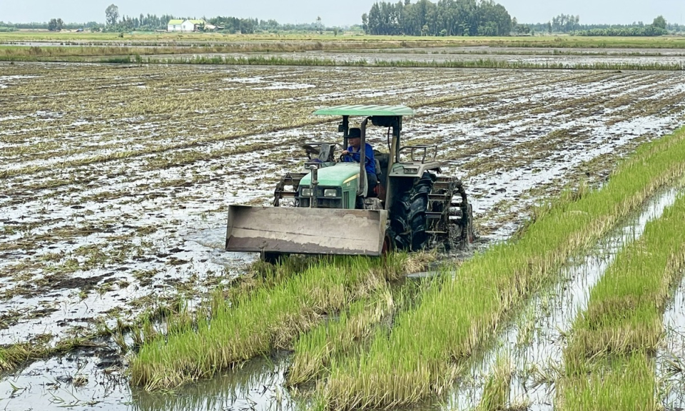 Nông dân Tân Hưng cày trục, xới đất ngâm lũ