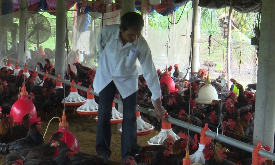 Tân Trụ hội thảo mô hình “ Kỹ thuật chăn nuôi gà thịt theo hướng hữu cơ”