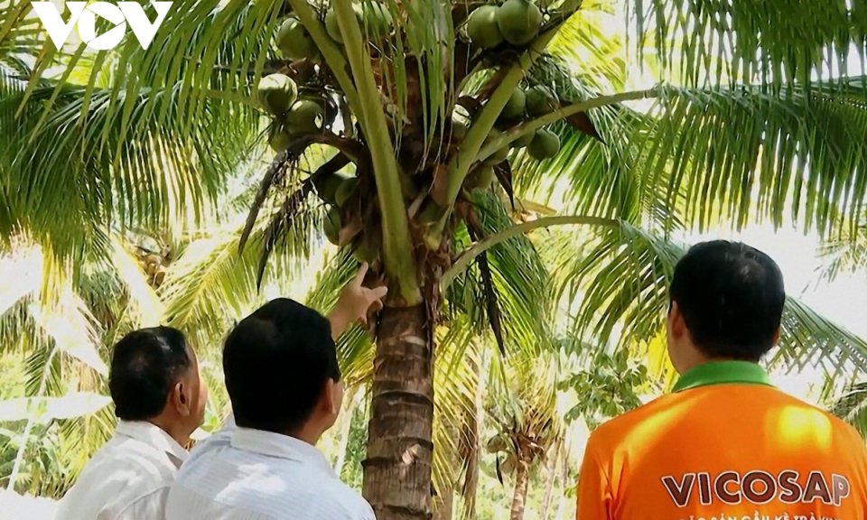 Trà Vinh lần đầu tổ chức lễ hội đặc sản dừa sáp