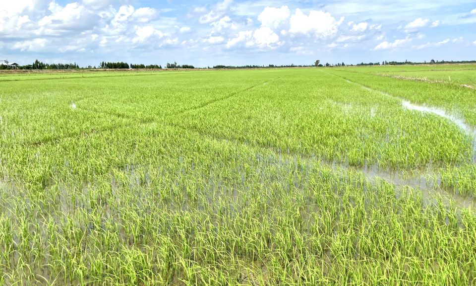 Nông dân Tân Hưng xuống giống gần 760 ha lúa thu đông 2024