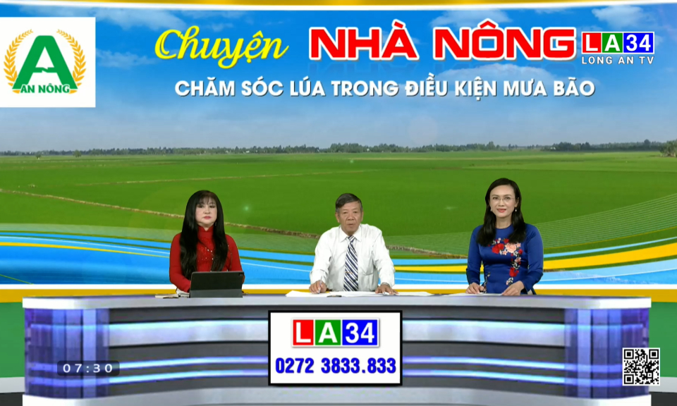 Chuyện nhà nông: Chăm sóc lúa trong điều kiện mưa bão