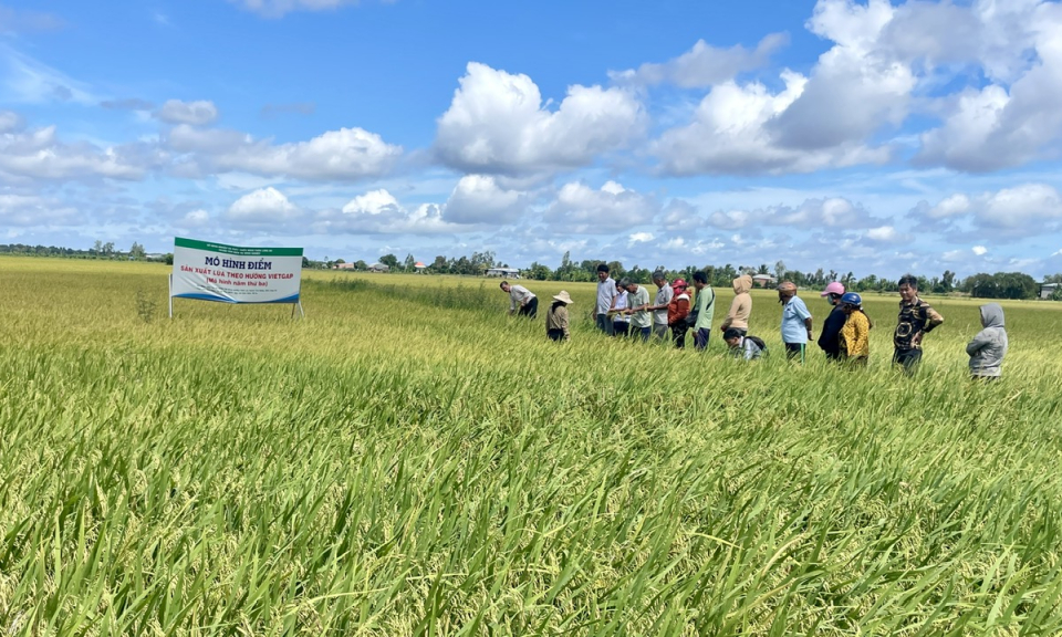 Tỉnh tổng kết Mô hình điểm sản xuất lúa theo hướng VietGAP (năm thứ 3) tại Tân Hưng