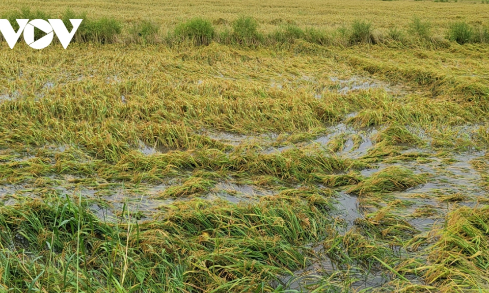 Hơn 8.000 ha lúa ở Bạc Liêu bị đổ ngã do ảnh hưởng bão số 3