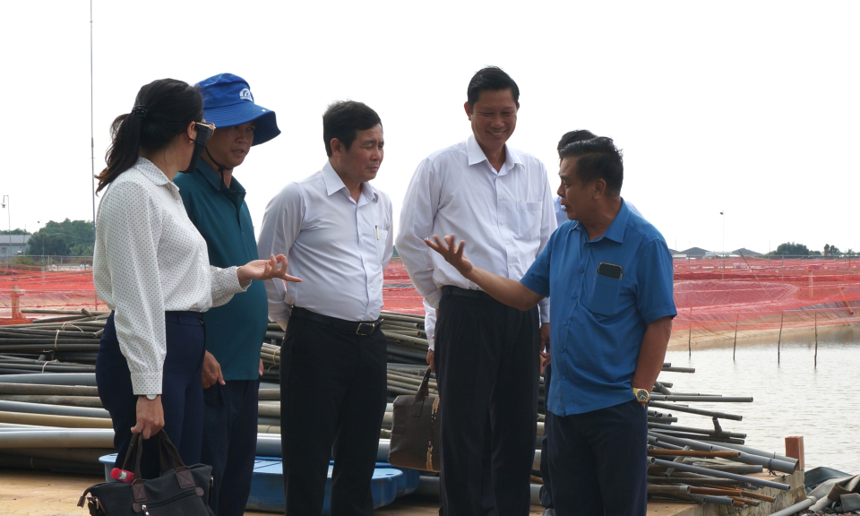 Khảo sát tình hình nuôi tôm thẻ chân trắng tại huyện Mộc Hóa