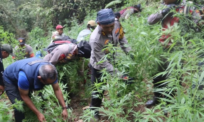 Cảnh sát Indonesia phát hiện cả 'cánh đồng' cần sa trong vườn quốc gia