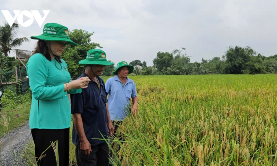 Thu hoạch vụ lúa ST25 hữu cơ đầu tiên ở Bình Chánh (TP.HCM)