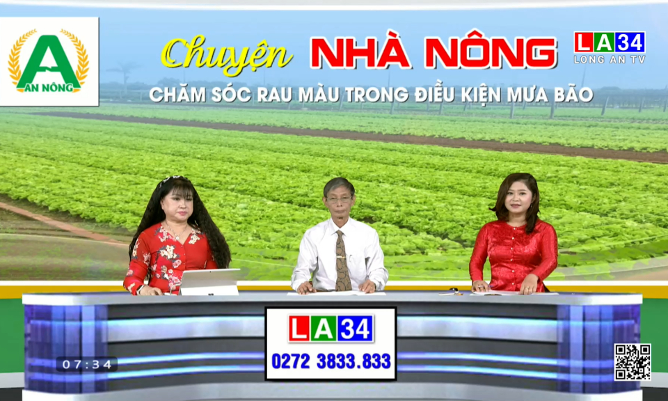 Chuyện nhà nông: Chăm sóc rau màu trong điều kiện mưa bão