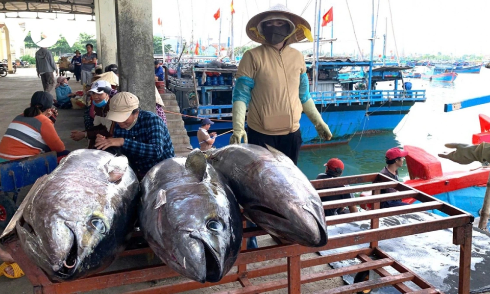 Sản lượng khai thác và giá cá ngừ đại dương đều thấp, ngư dân Phú Yên gặp khó