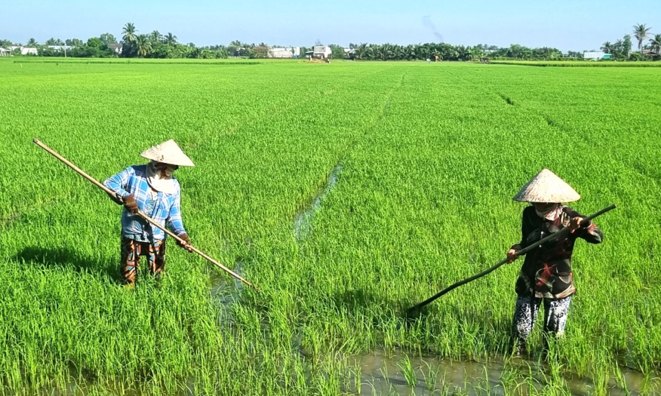 Nông dân Cần Đước tập trung chăm sóc lúa mùa, Đông Xuân