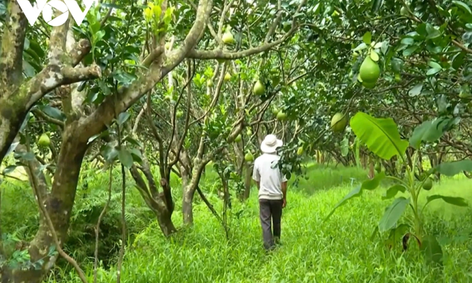 Bưởi Năm roi cho thị trường Tết Nguyên đán ở Vĩnh Long dự kiến sẽ khan hiếm