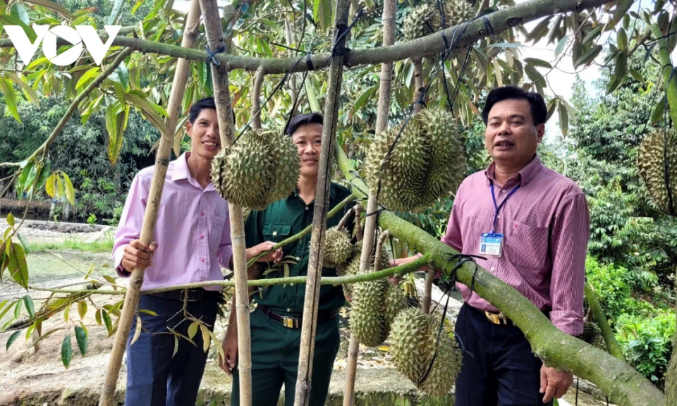 Nông dân Tiền Giang vẫn ồ ạt trồng cây ăn trái ngoài vùng quy hoạch